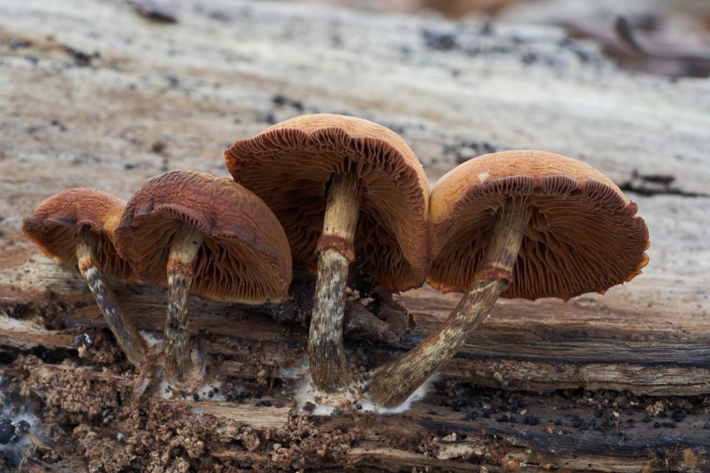 Wild deadly Galerina marginata mushroom. Also known as funeral bell, deadly skullcap, autumn skullcap, deadly galerina.