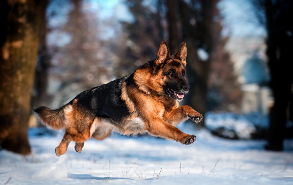 Black and Red German Shepherd sprinting through snow, all 4 paws off the ground