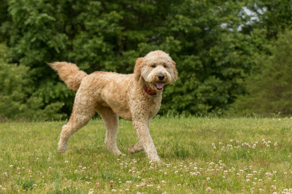 Golden Doodle dog prancing through a field