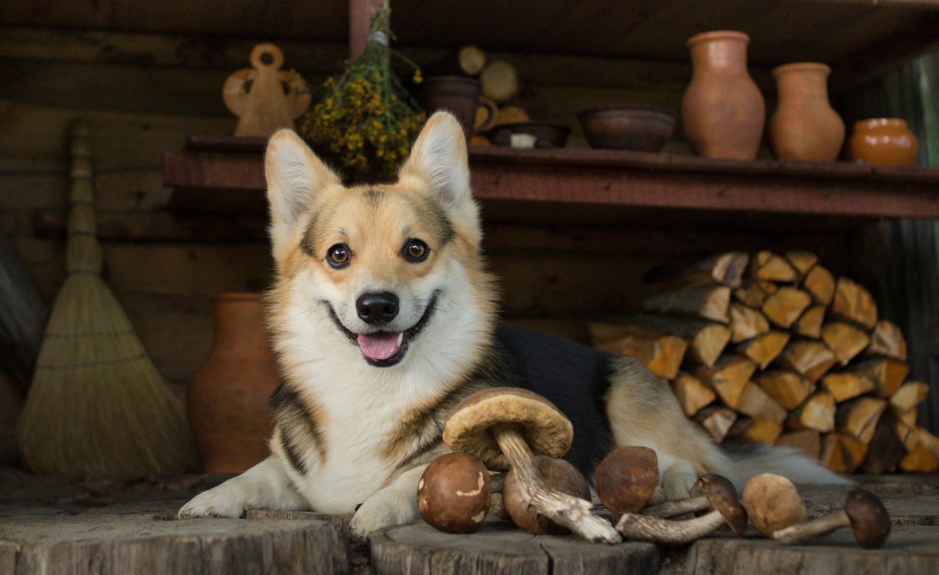 Dog happily laying on a porch with a bunch of mushrooms
