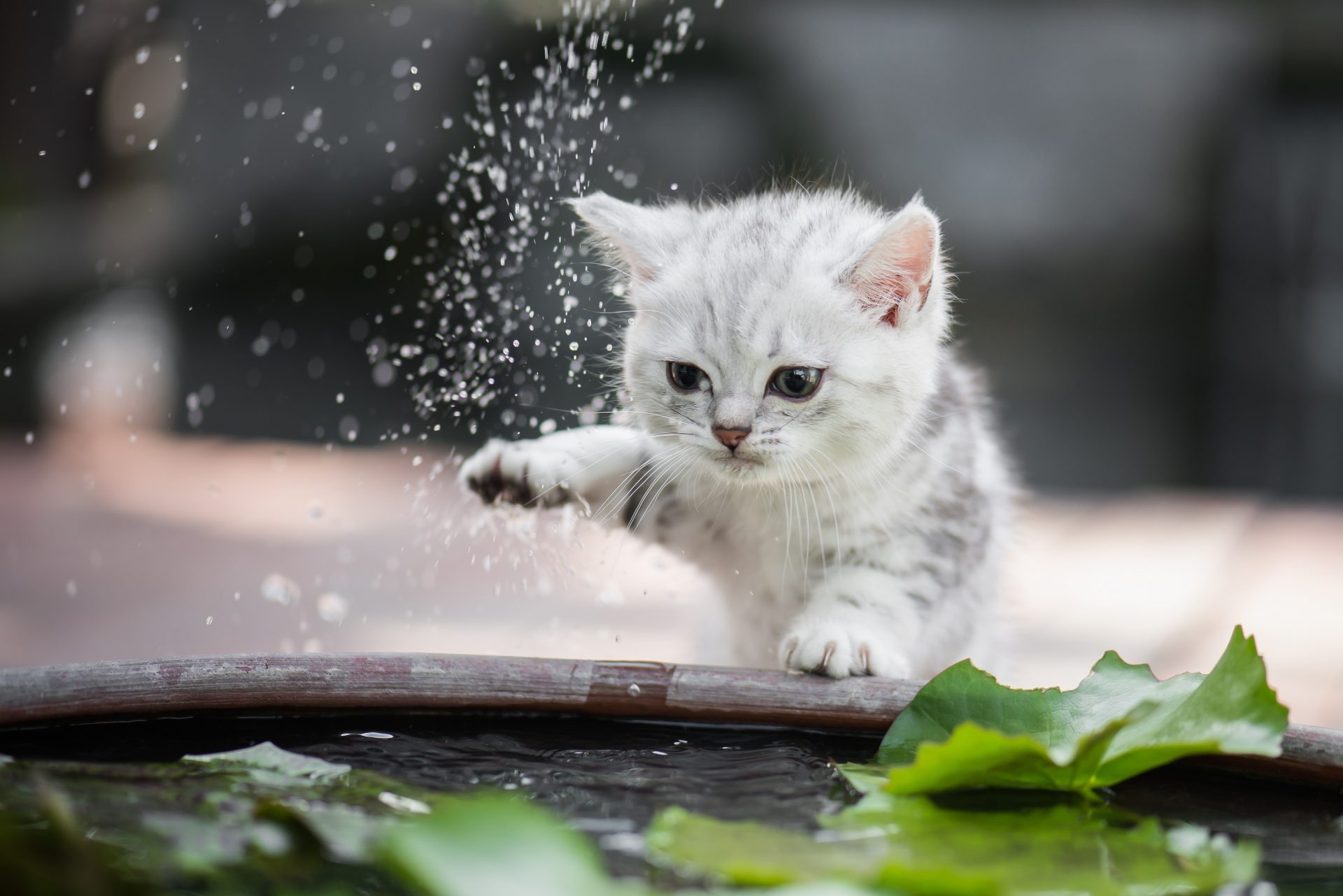 Cute kitten playfully splashing water in a fountain