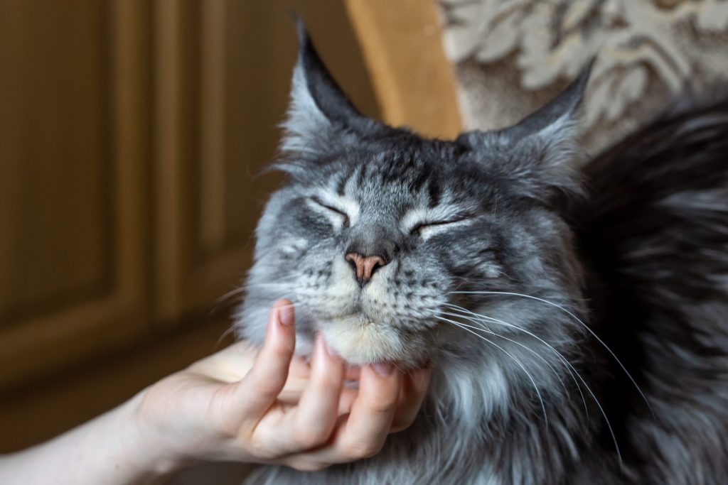 Maine Coon happily getting chin pets with eyes closes and happy look