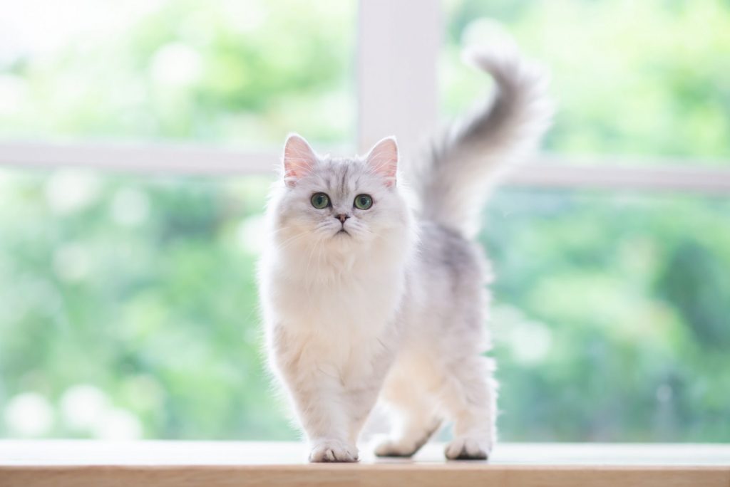 Persian Cat kitten standing in front of a large window