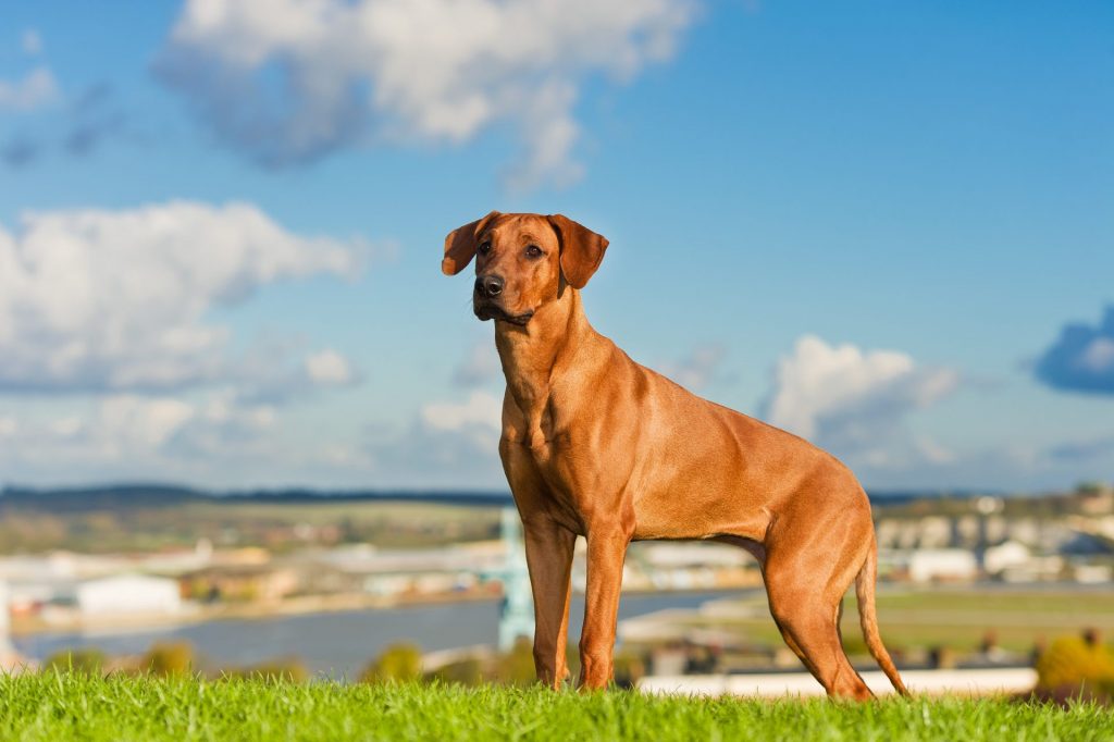 Beautiful Rhodesian Ridgeback standing in a field overlooking a river and lowlands