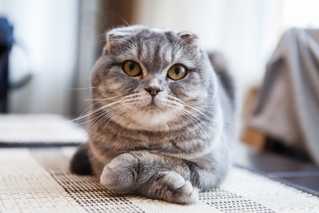 Cute Scottish Fold cat laying on the floor with its arms crossed