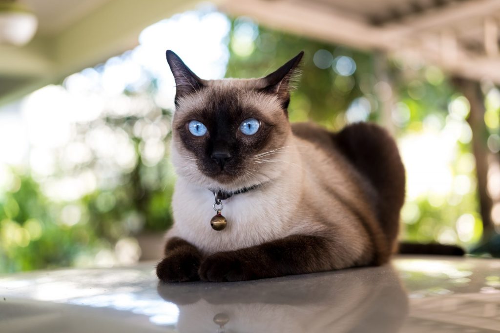 Siamese cat laying on an outdoor table with a bell collar on