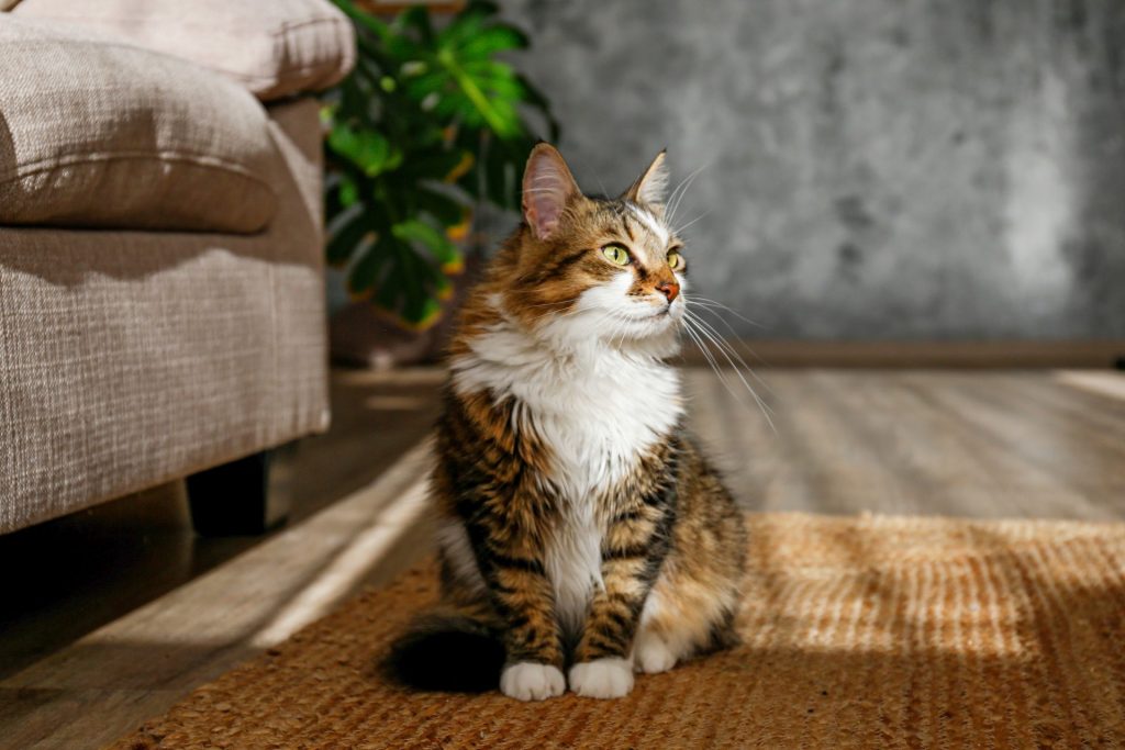 Siberian cat sitting in front of a couch