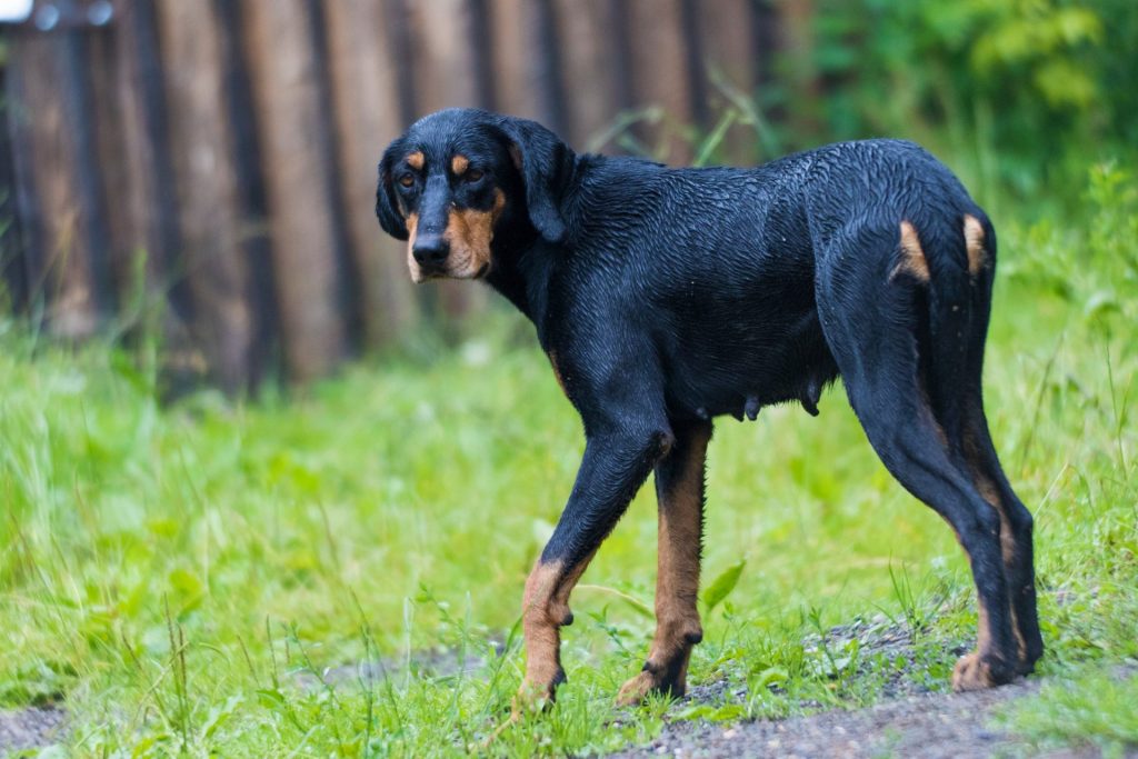 Transylvanian Hound looking back toward the camera