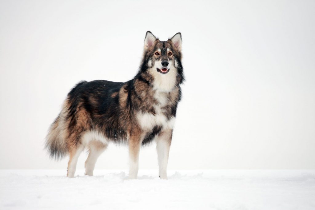 Beautiful Utonagan dog in a snowstorm looking at the camera