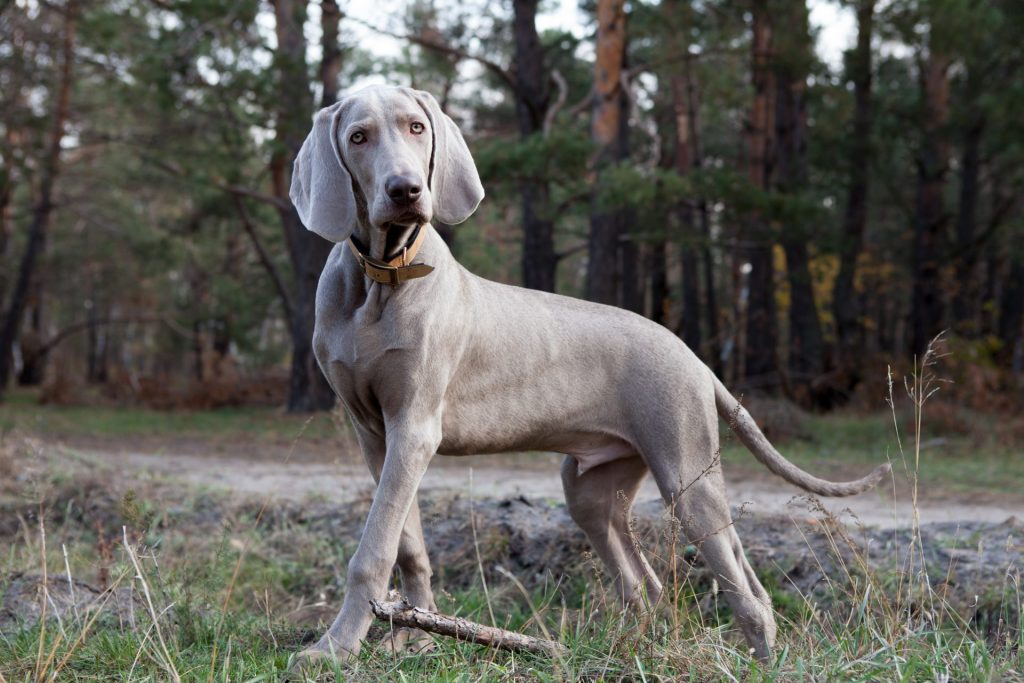 Silver purebred Weimaraner stopped and head cocked like something caught his attention