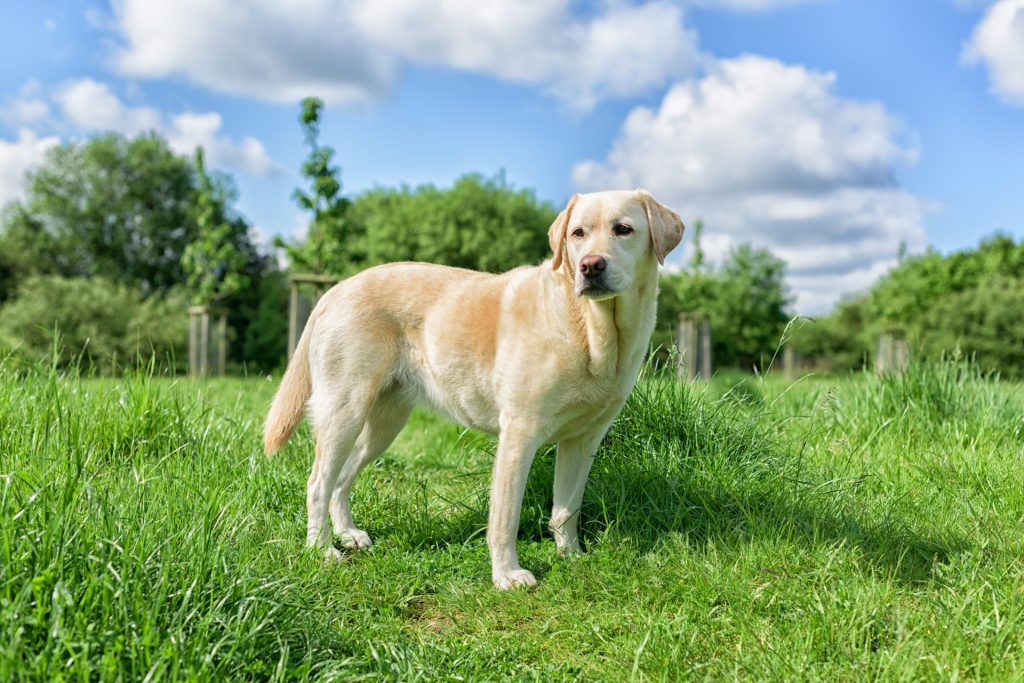 Yellow Labrador Retriever standing in a field side profile image