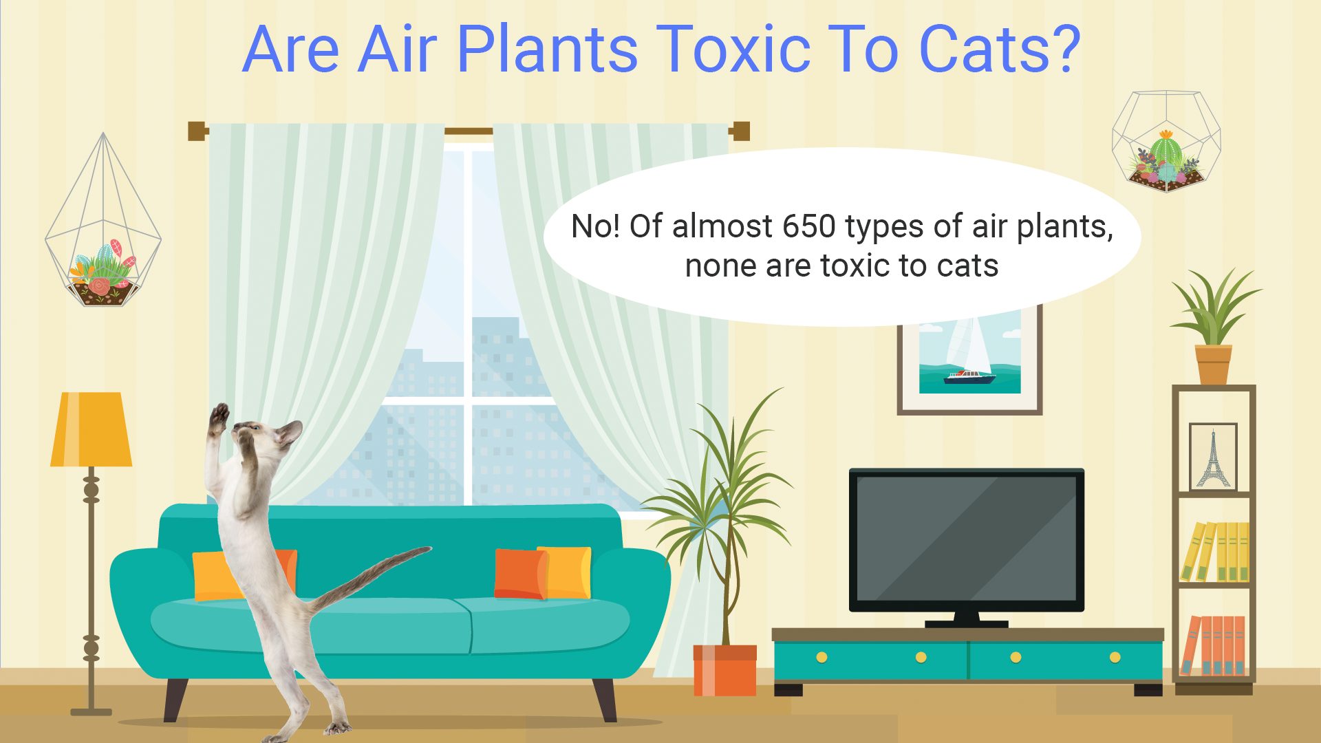 Are air plants toxic to cats infographic