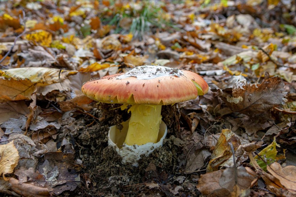 close up of a wild caesar's mushroom (Amanita caesarea)