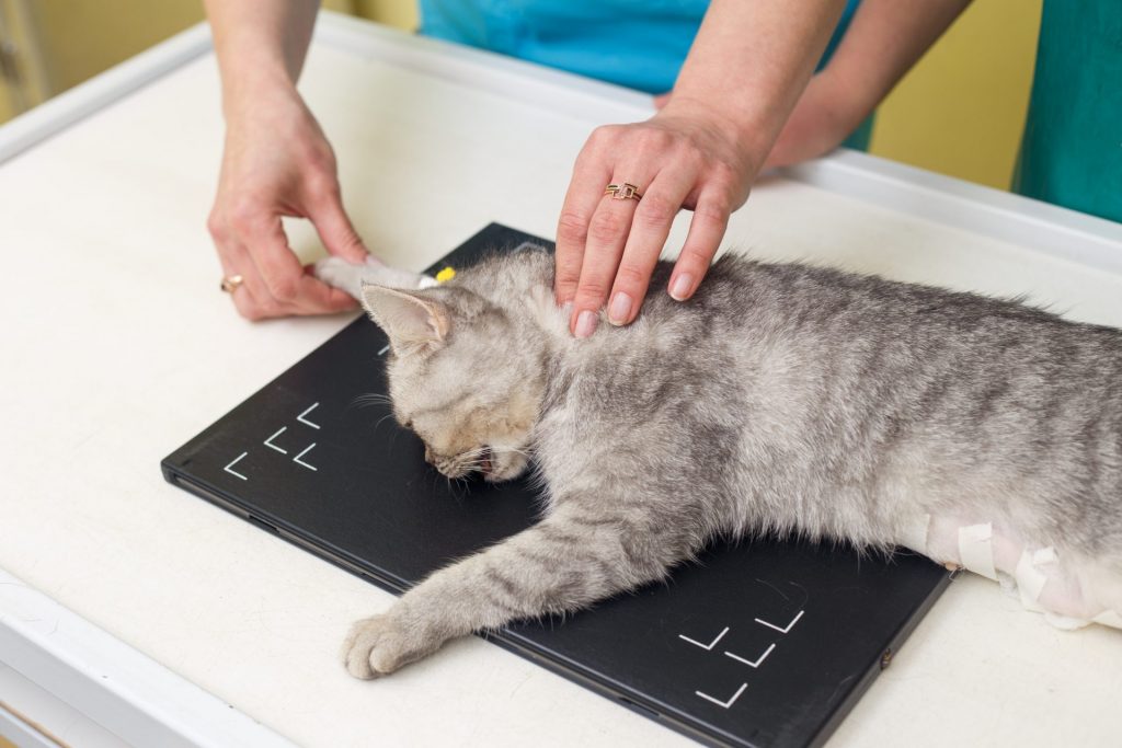 veterinarian holding a cat on an xray plate to take radiographic images