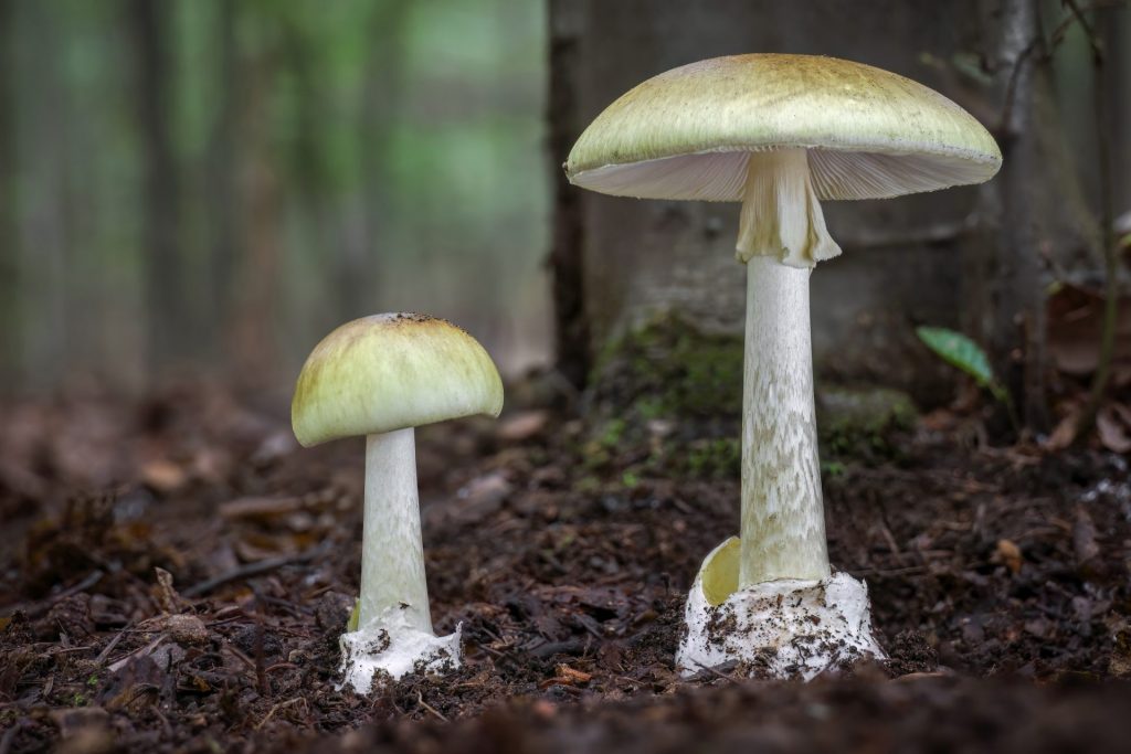 Wild death cap mushrooms (Amanita phalloides)