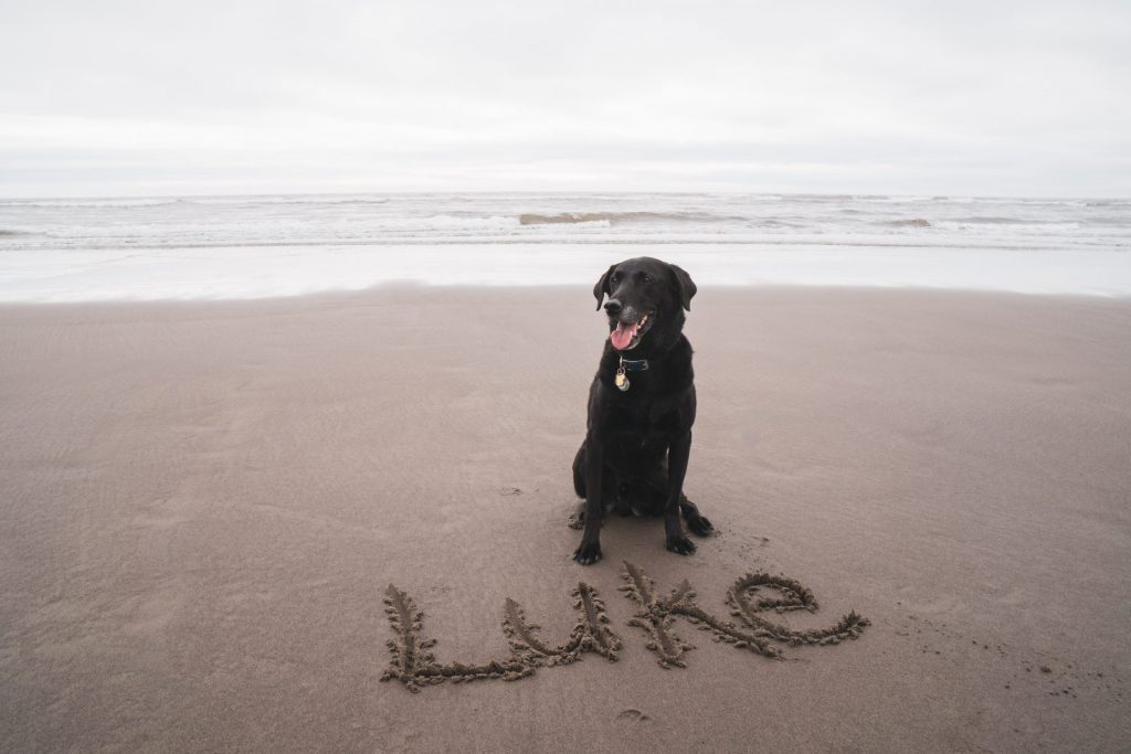 Dog on a beach with his owners name written in sand in front of him
