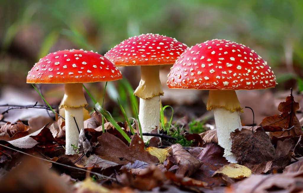 Three beautiful wild fly agaric mushrooms growing in a row. (Amanita muscaria)