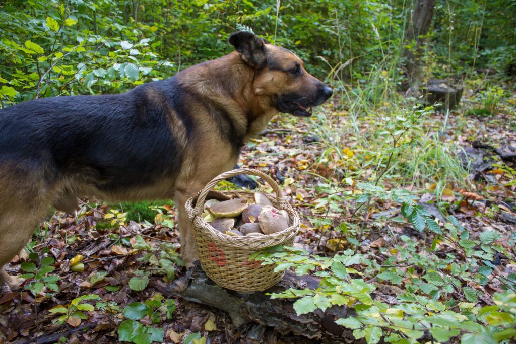 German Shepherd Dog hunting mushrooms in the wild