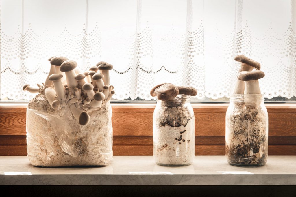 Home grown mushrooms