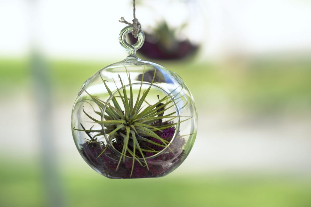 Airplant hanging in a glass globe terrarium