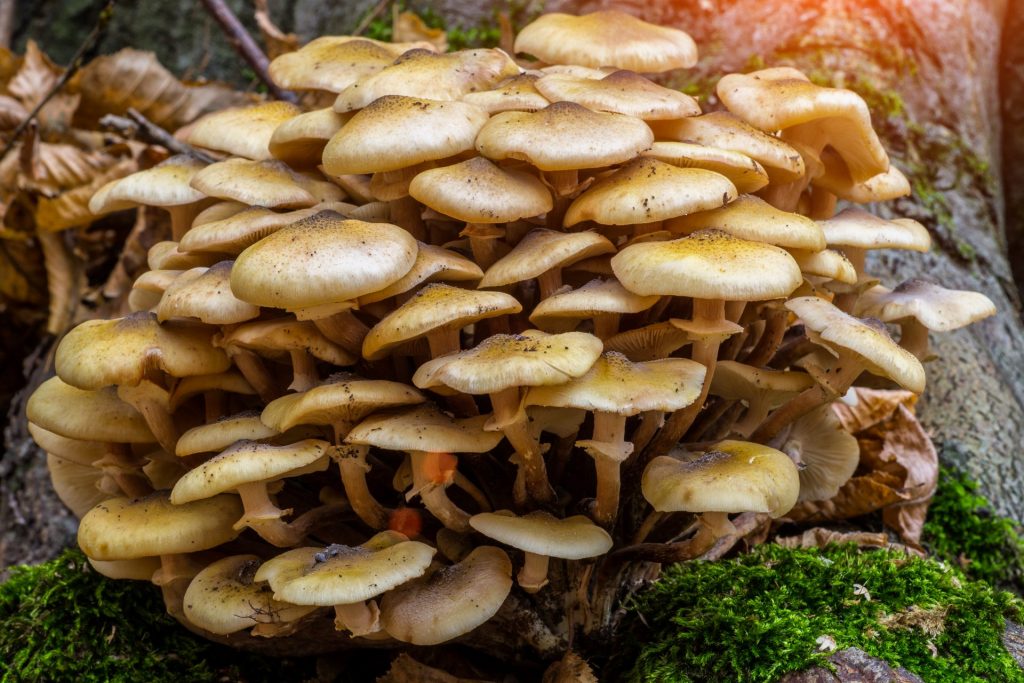 wild honey fungus mushrooms growing together (A. mellea)