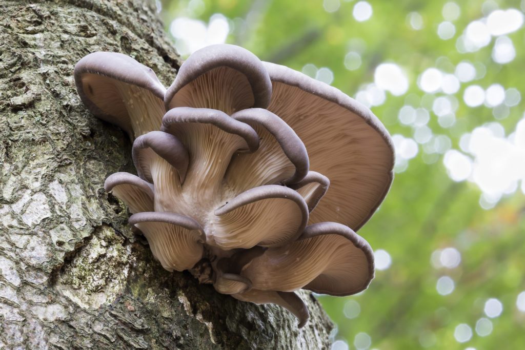 wild oyster mushrooms growing on a tree (Pleurotus ostreatus)