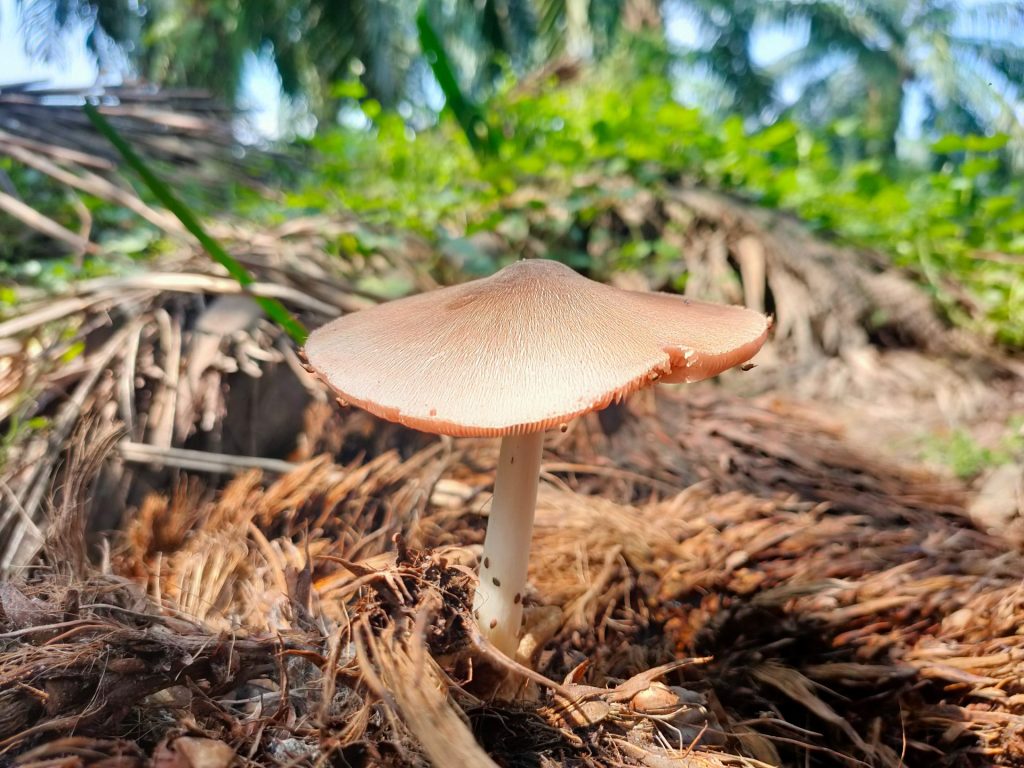 Wild paddy straw mushroom (Volvariella volvacea)