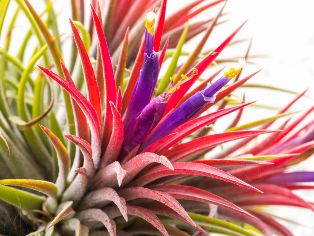 Beautfiul red and purple air plant with sharp edges