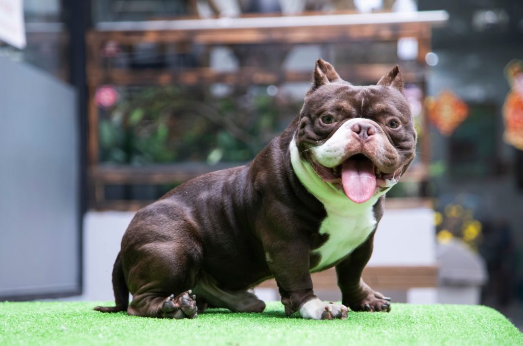 black and white exotic bully smiling at the camera