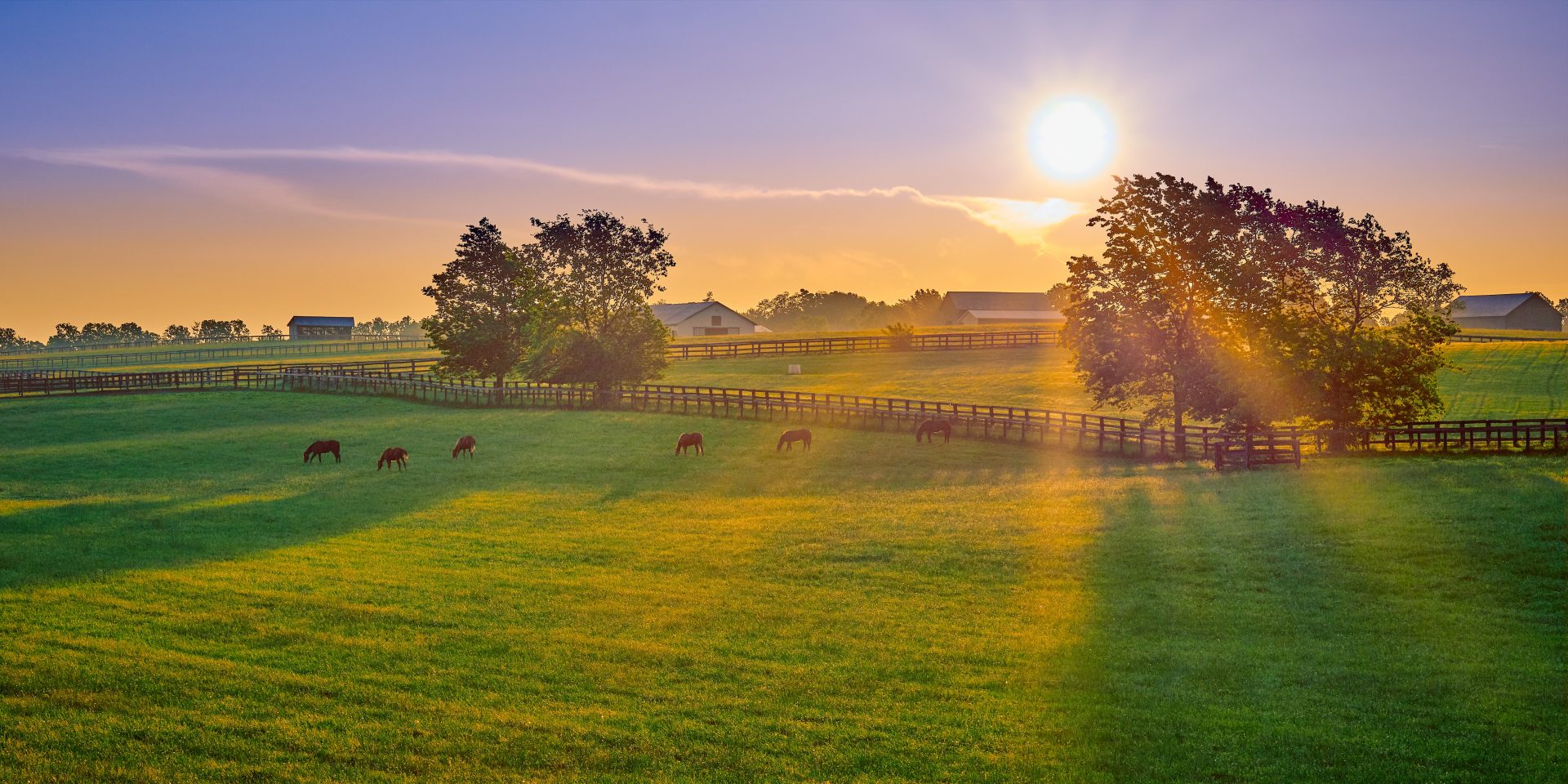 Thoroughbred horses grazing in a pasture at sunset