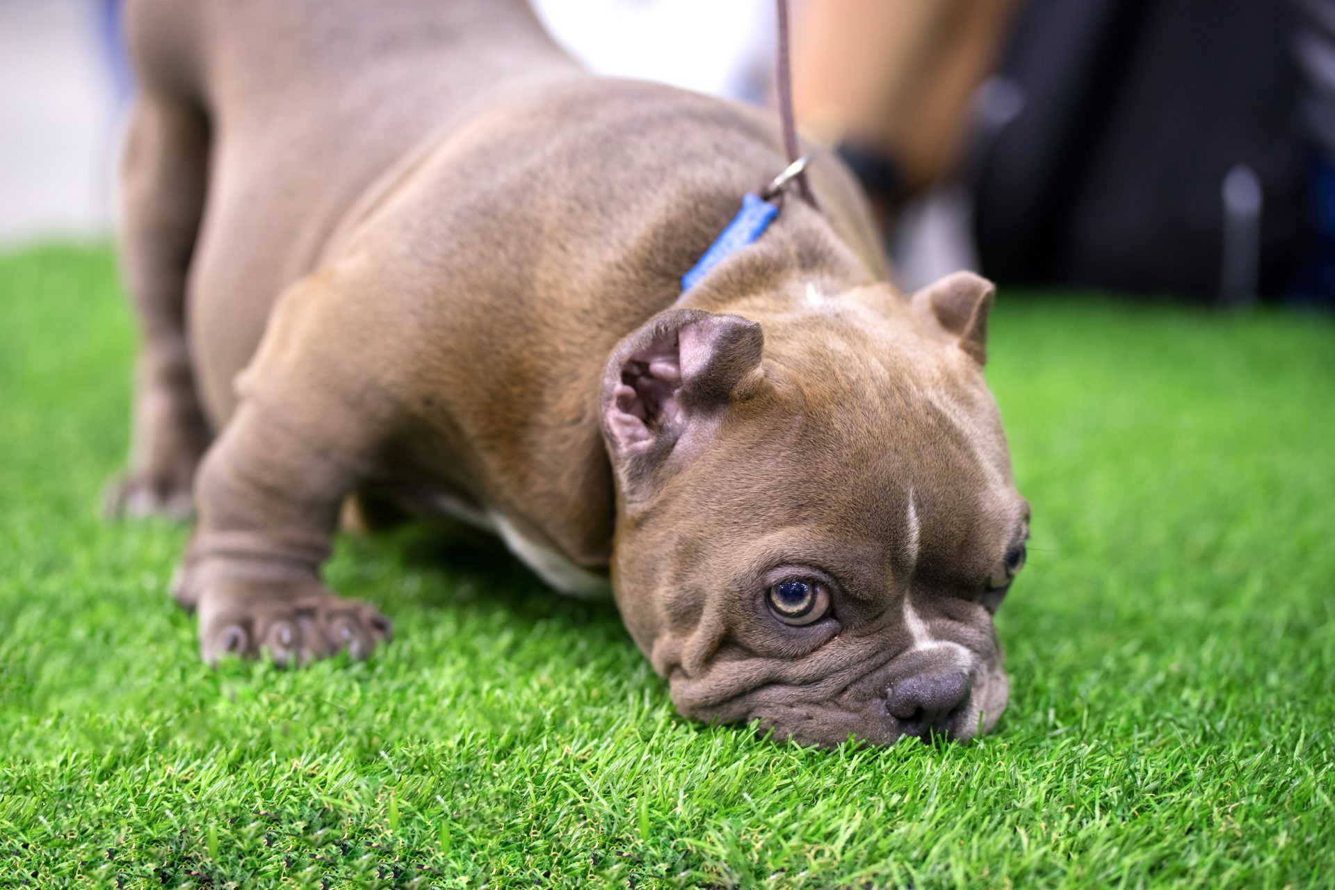 A young pitbull sniffing and investigating fake artificial grass