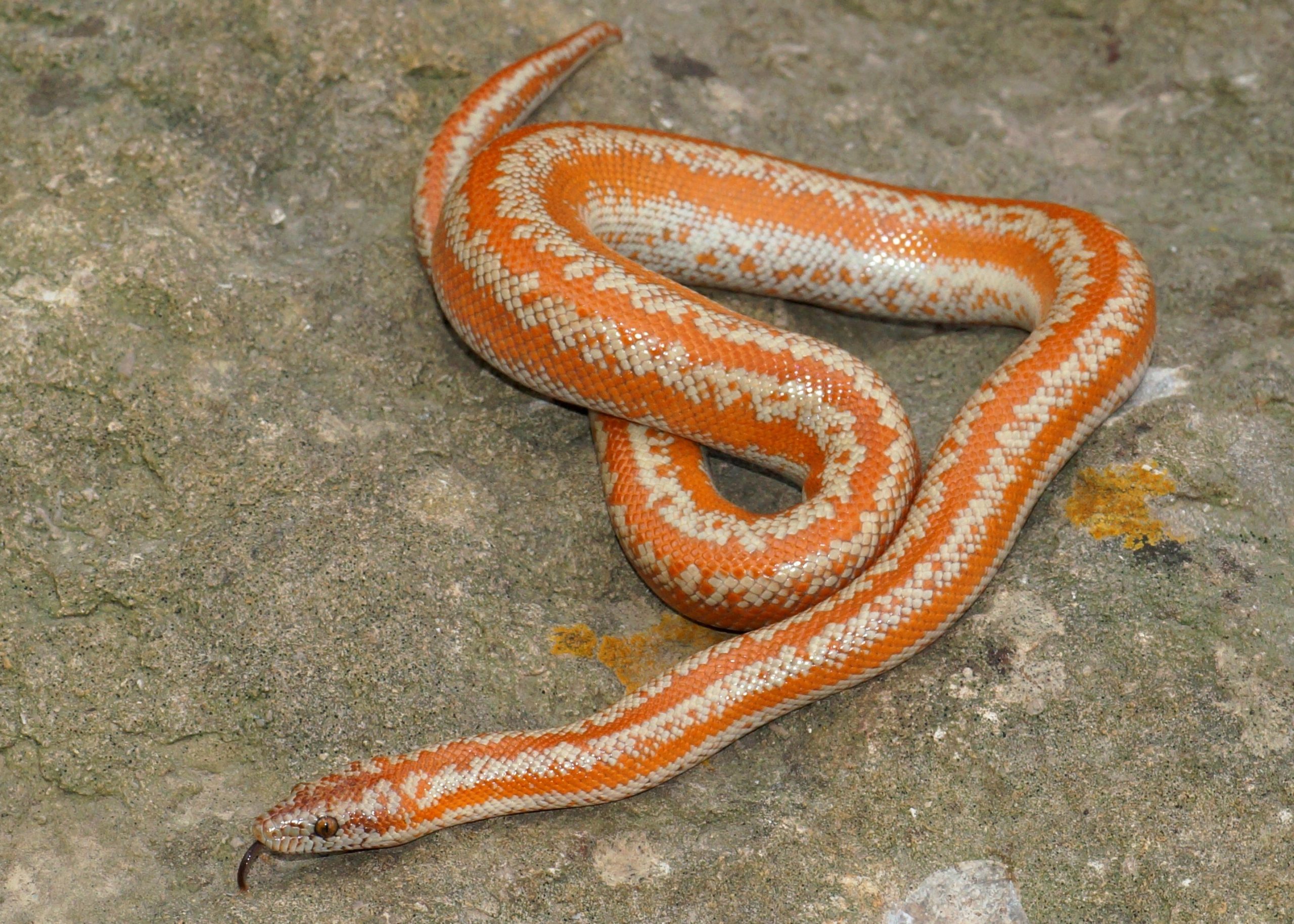 Albino whitewater Rosy Boa morph Species Lichanura trivirgata
