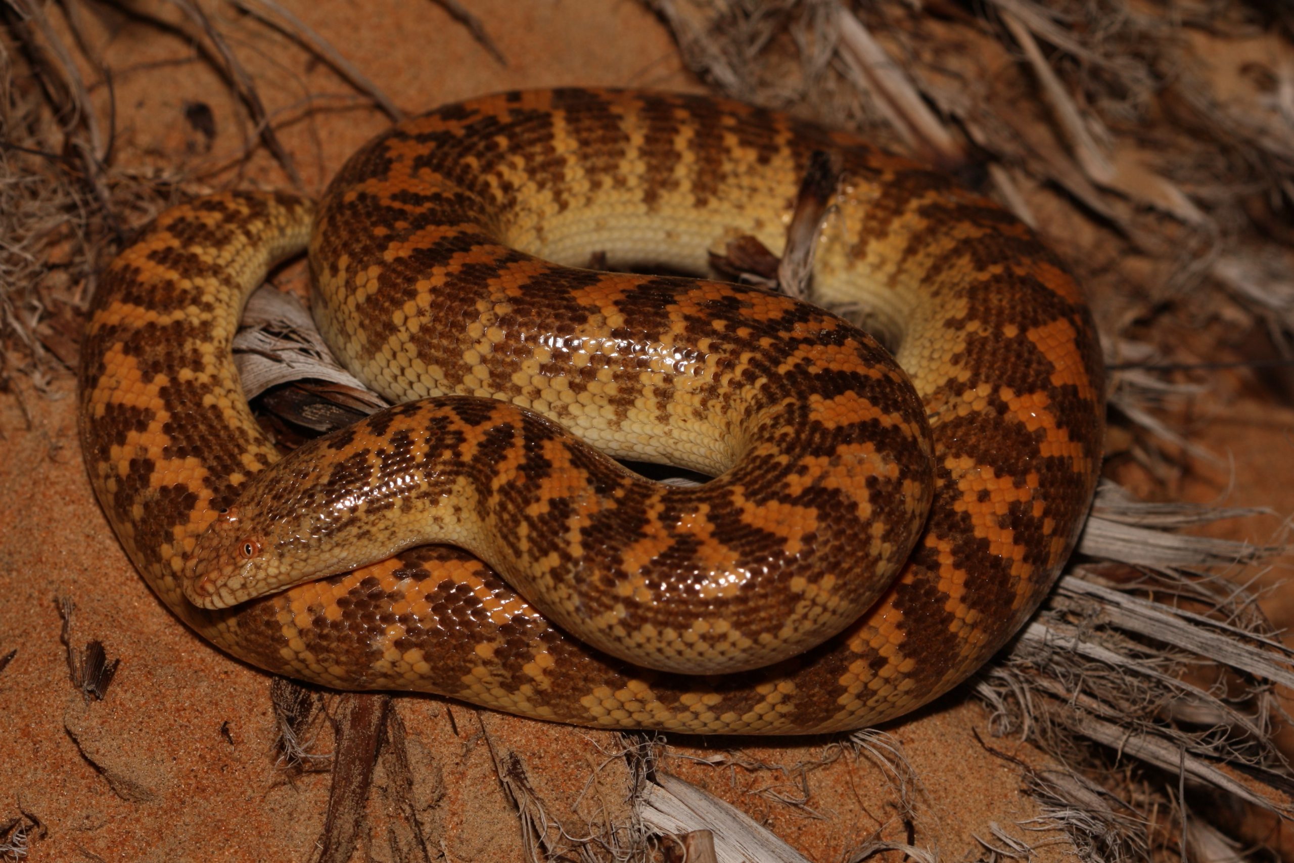 Arabian Sand Boa (Species: Eryx jayakari)