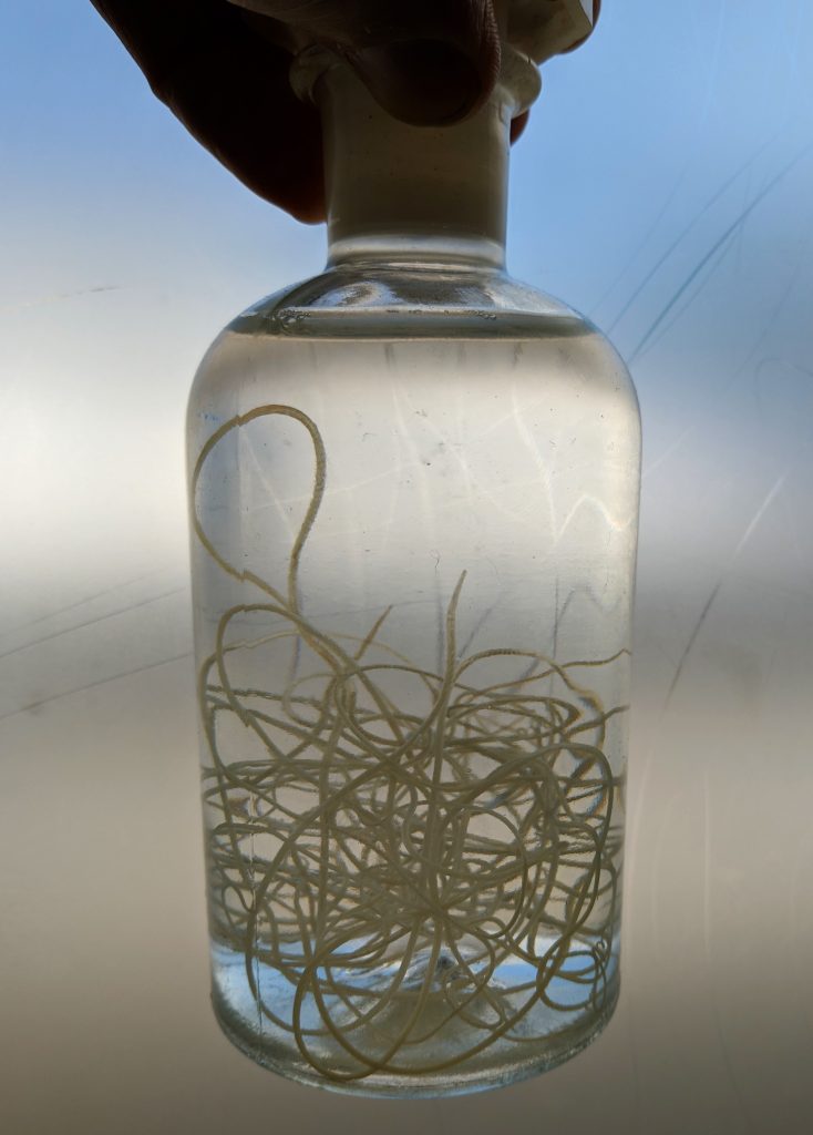 bottle of dog heartworms submerged in alcohol