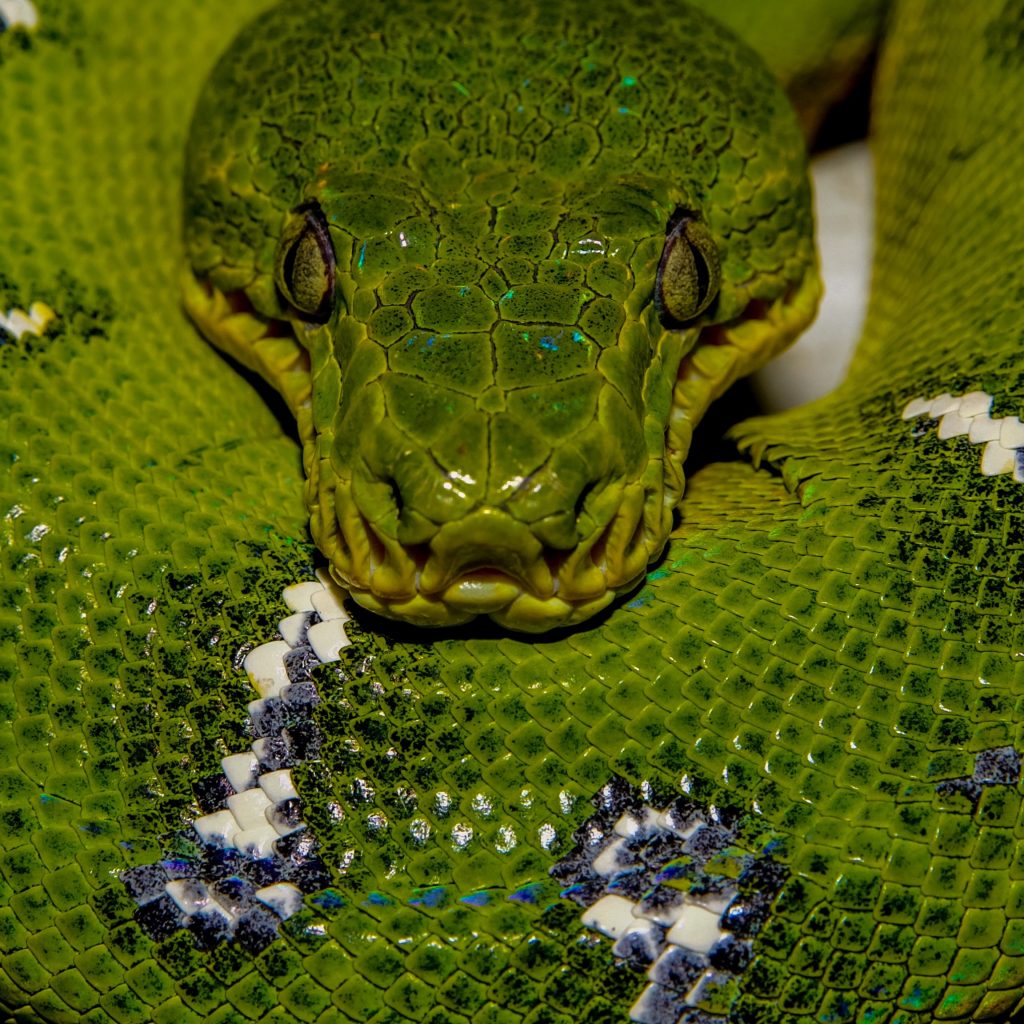 Close up of the face of an emerald tree boa showing the heat pits