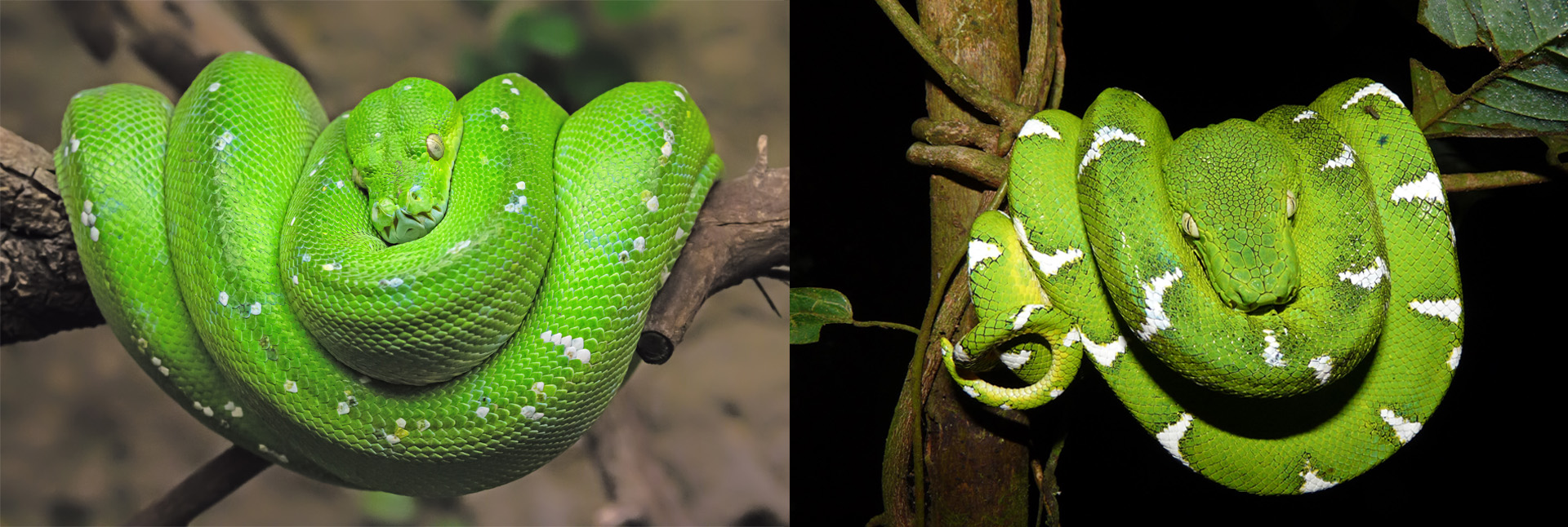Comparison photo with an Emerald Tree Boa on the right and a Green Tree Python on the left
