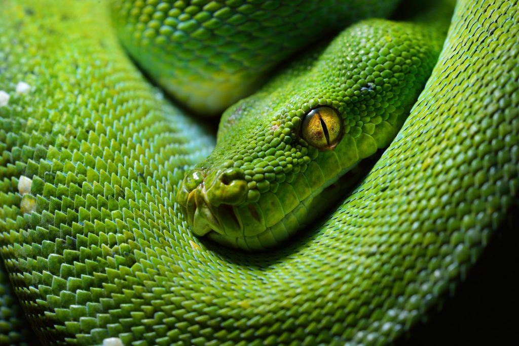 Green tree python close up body