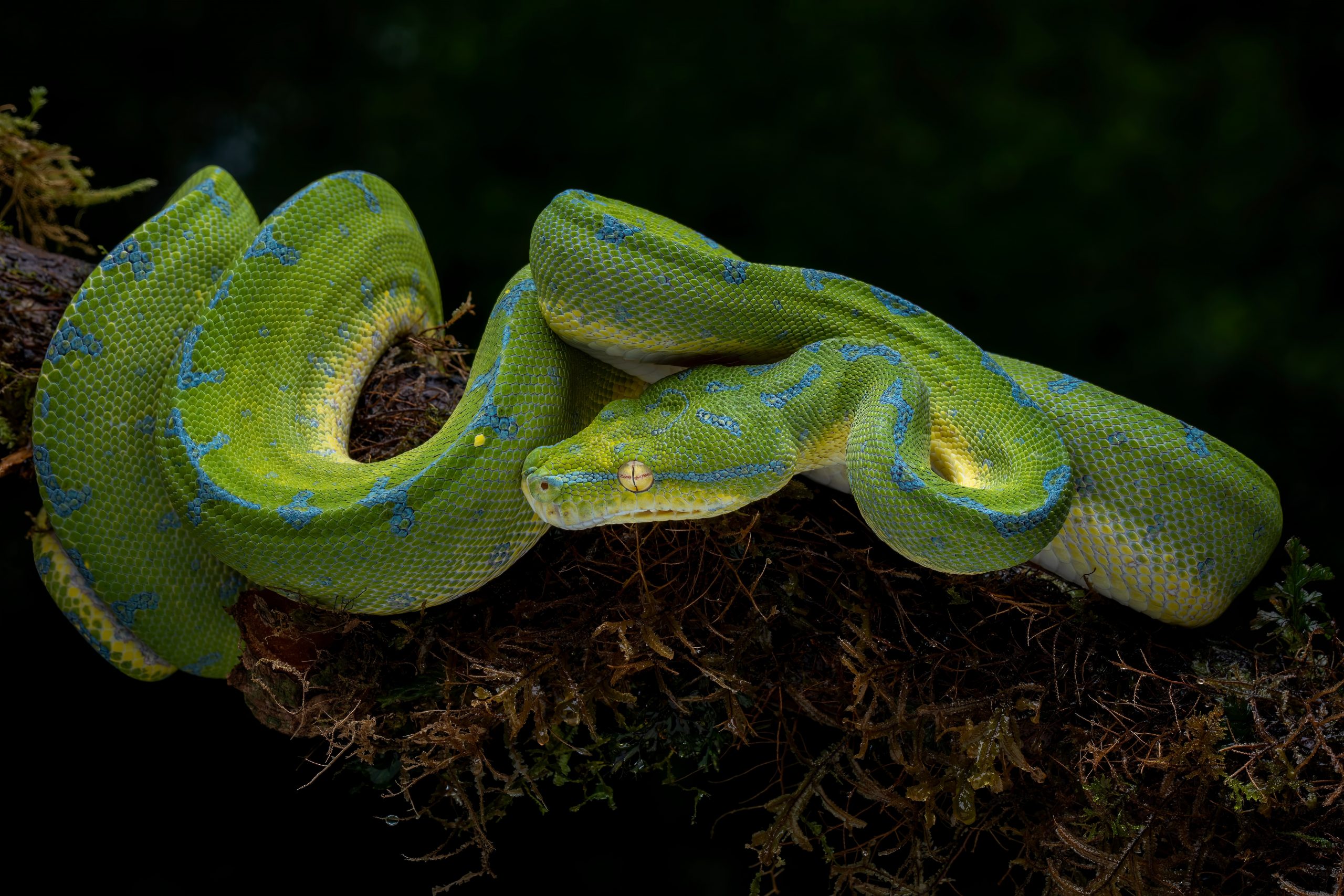 Green tree python stretched out on a branch