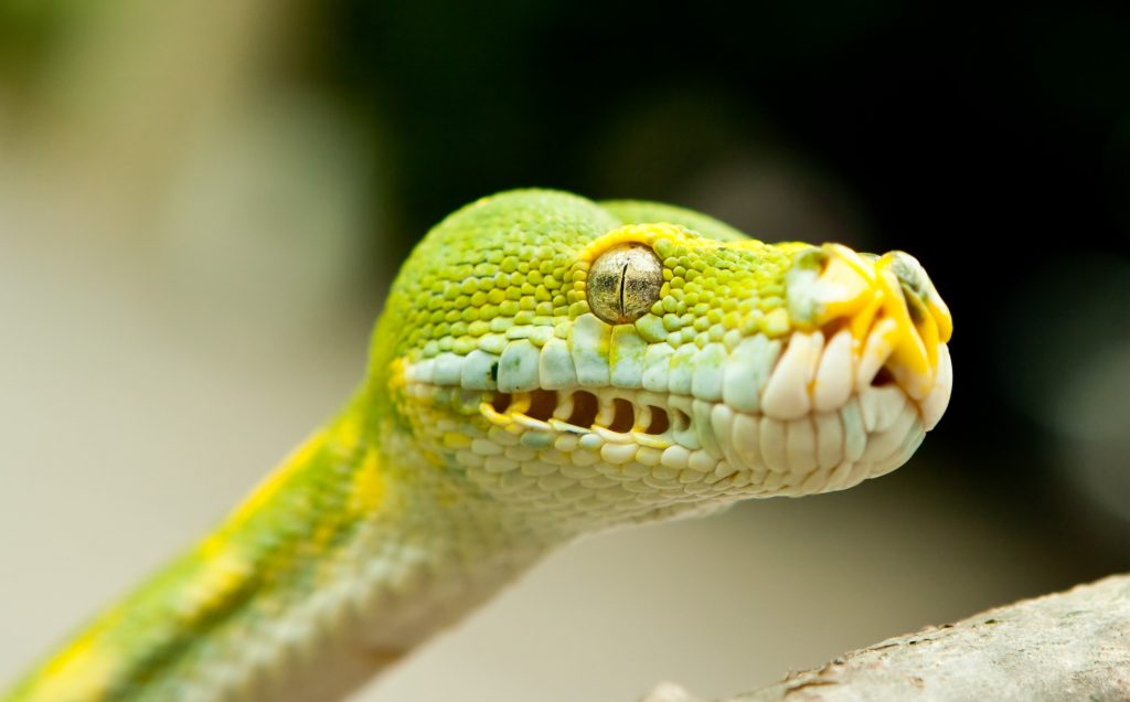 Closeup of the face of a Green Tree Python to see the heat pits
