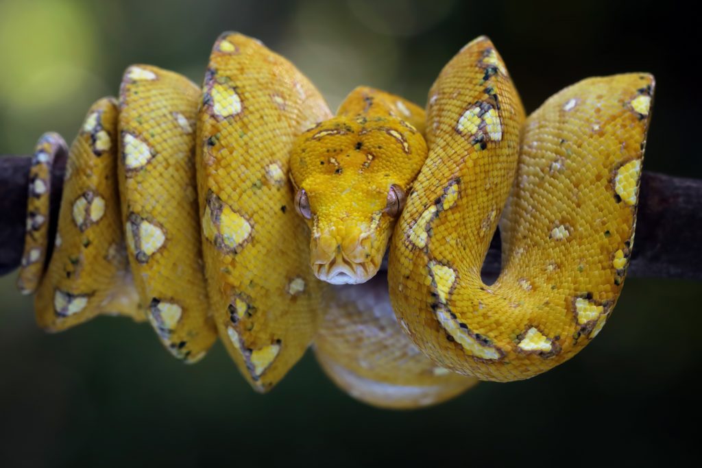 Yellow green tree python coiled on a branch
