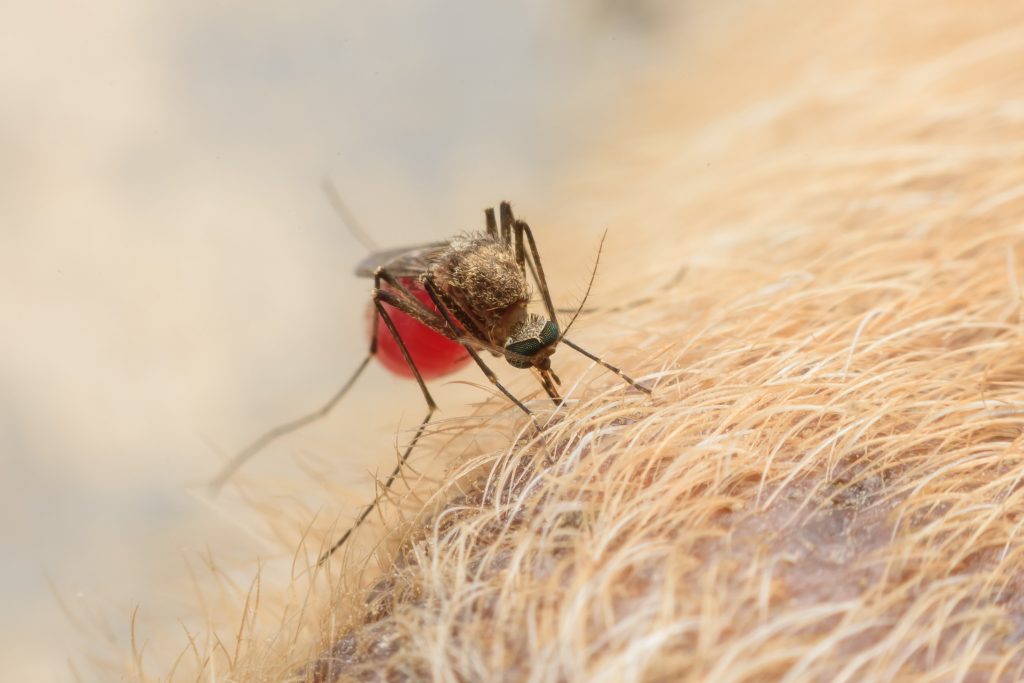 closeup of a mosquito biting a dog
