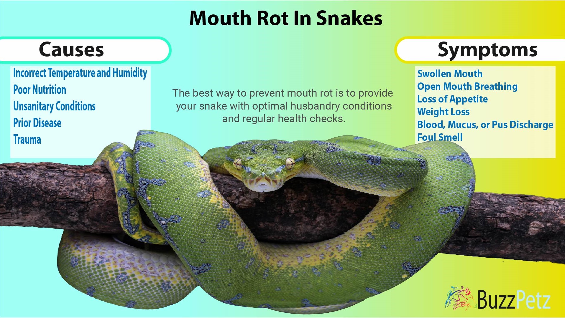 Mouth Rot In Snakes Infographic by BuzzPetz