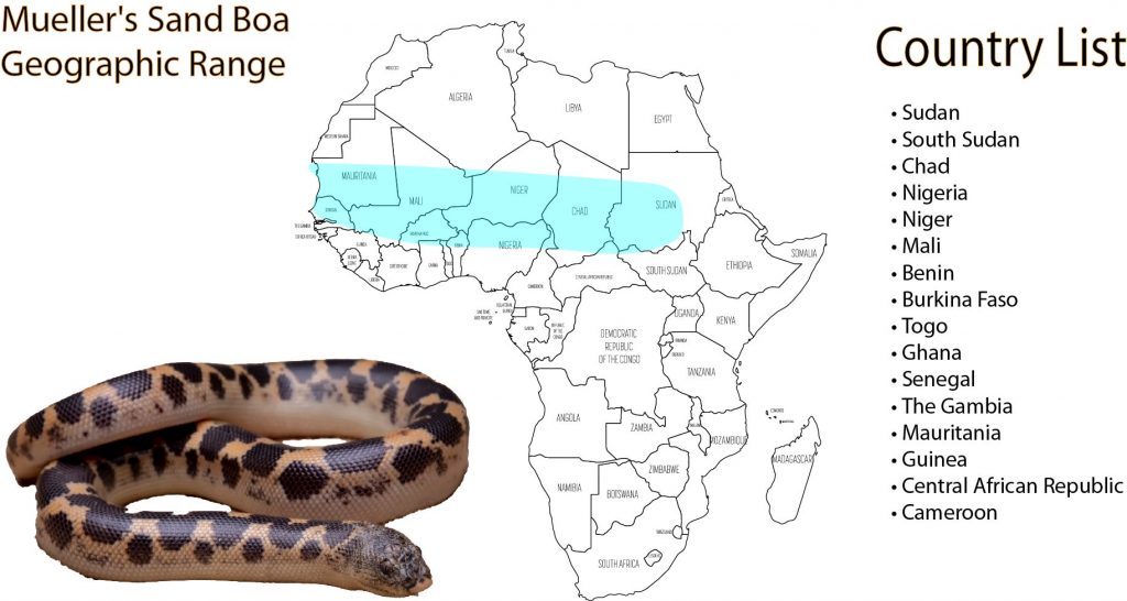 mullers sand boa geographic range infographic