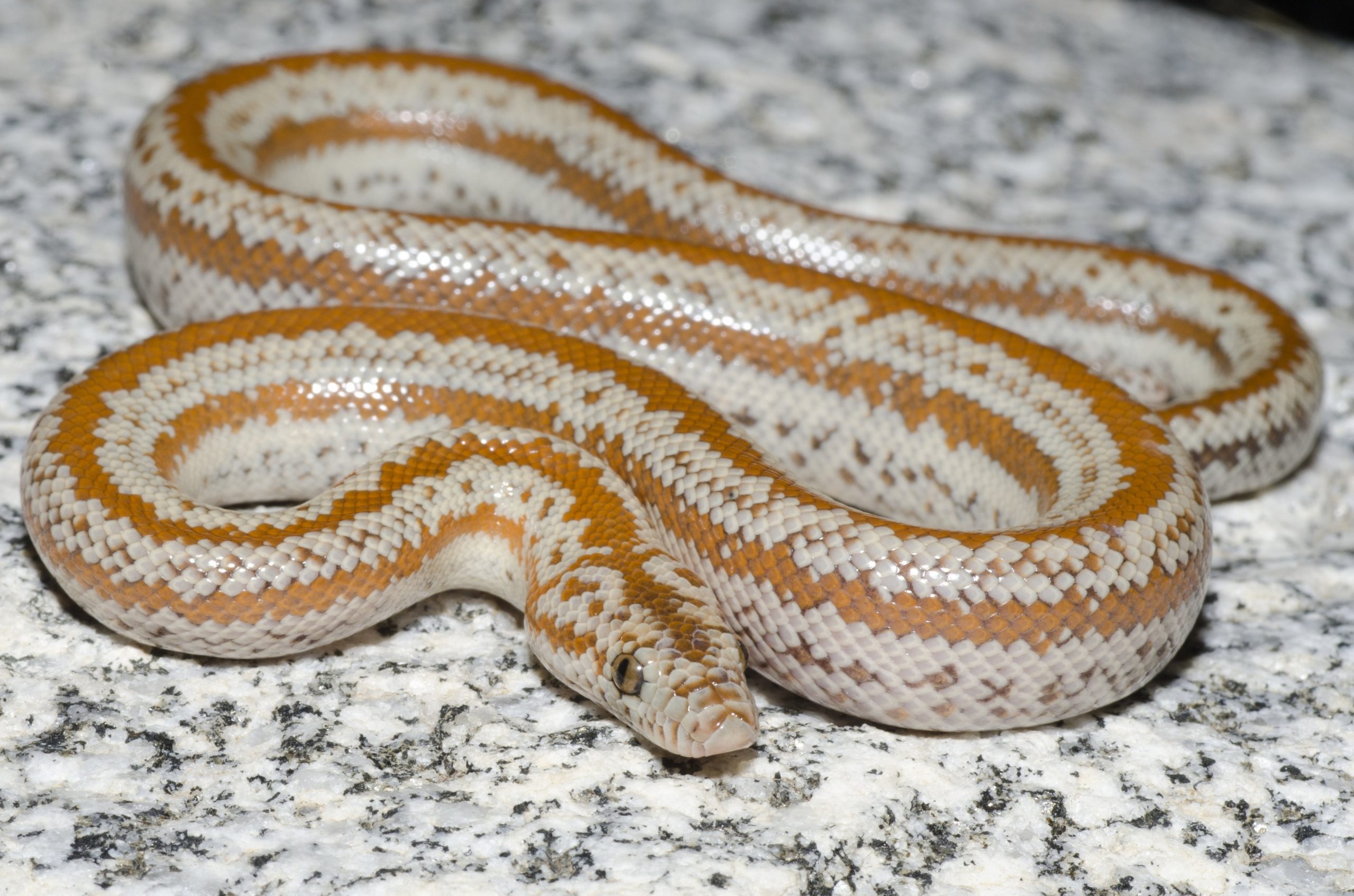 Rosy boa on granite