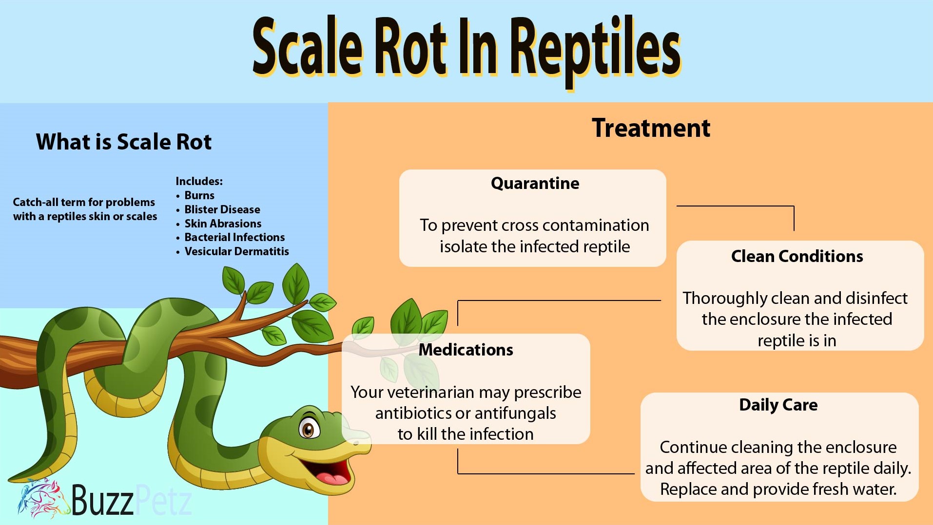 Scale Rot in Reptiles Infographic by BuzzPetz