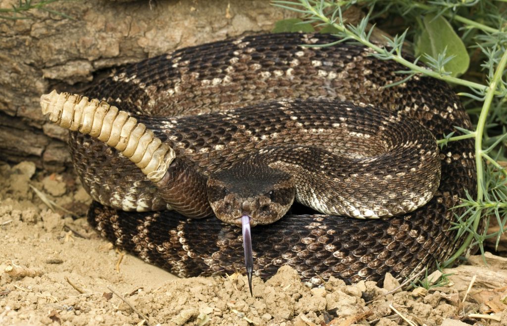 Southern Pacific Rattlesnake Species: Crotalus oreganus helleri