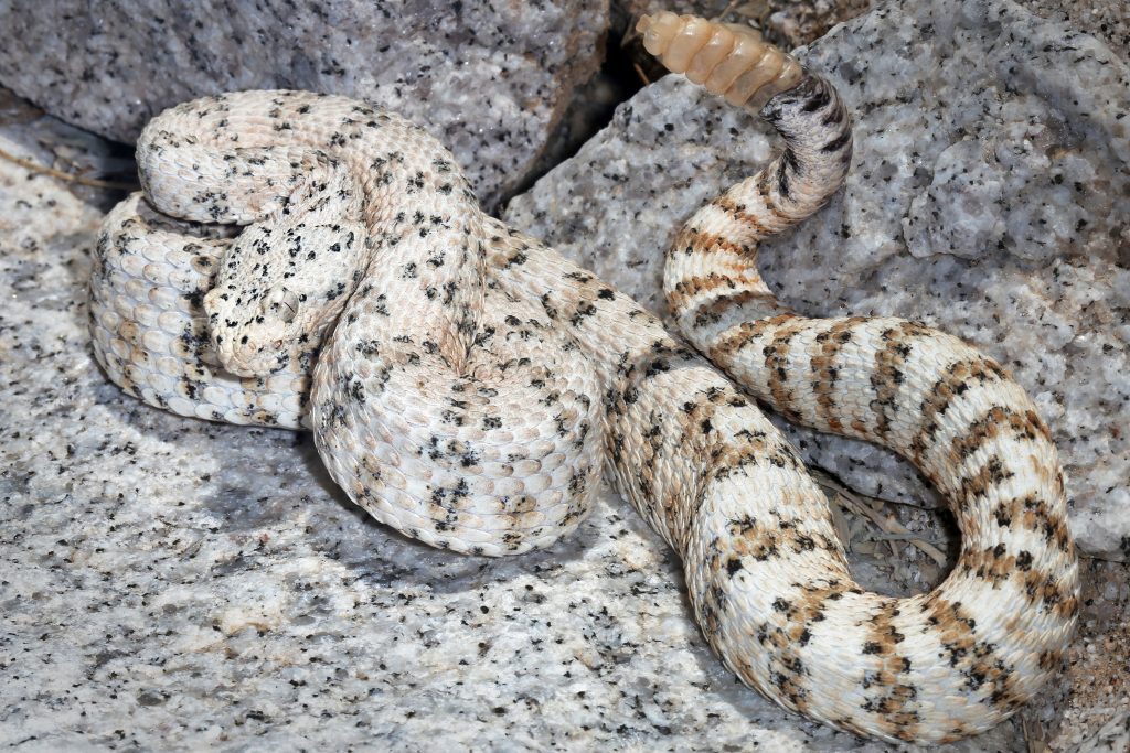Southwestern Speckled Rattlesnake Species: Crotalus mitchellii