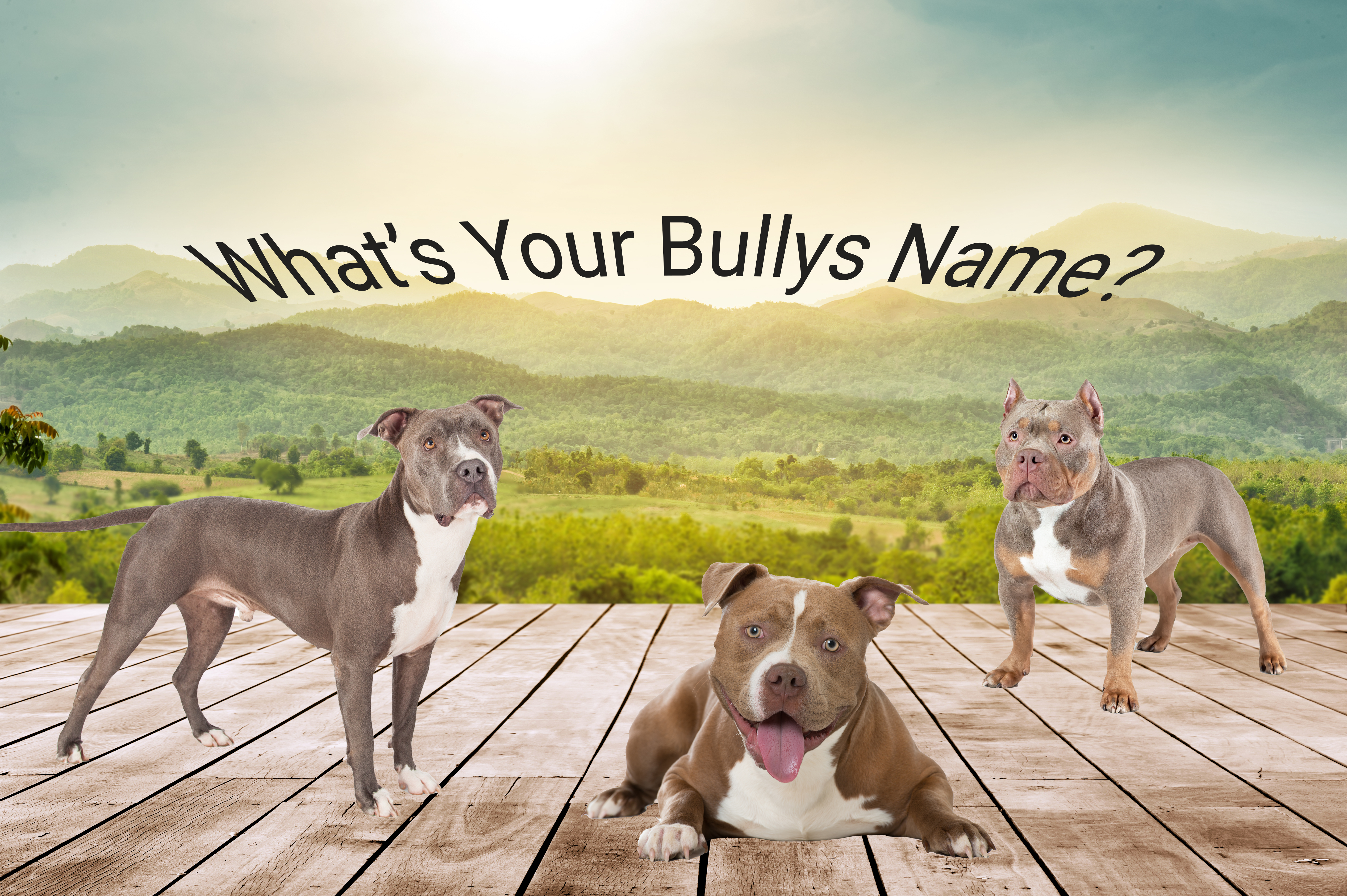 Best names for bully breeds featured image