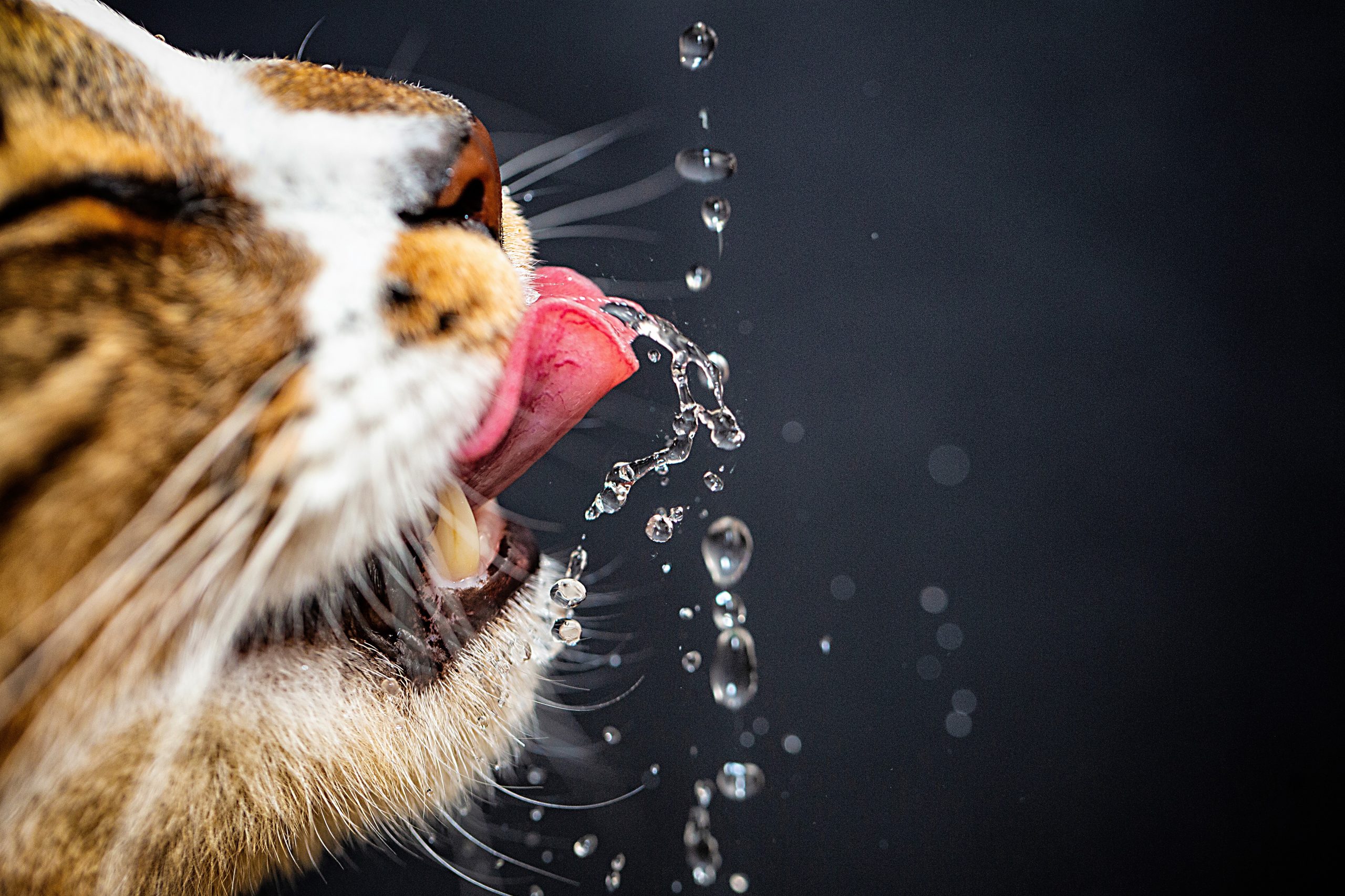 Cat drinking water falling through the air