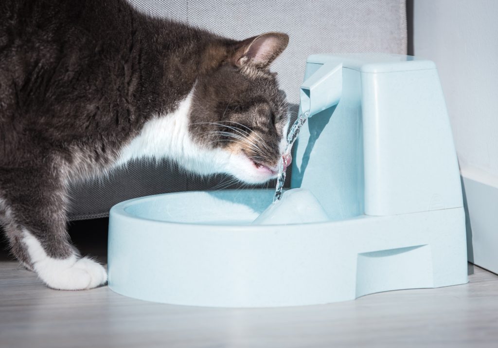 Cat drinking water from an automated cat water bowl